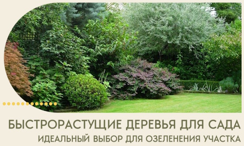 Быстрорастущие деревья для сада идеальный выбор в Калуге
