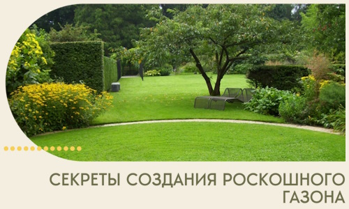 Секреты создания роскошного газона в Калуге