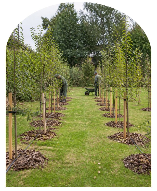 Плодовый сад под ключ в Калуге от 7586 р. | Метпроект-Клг